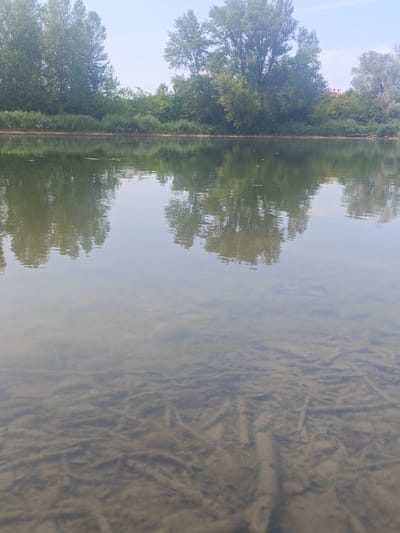 The image depicts a calm body of water, likely a river or a large pond, with reflections of trees and the sky on its surface. The water is clear enough in the foreground to reveal a sandy bottom with submerged debris, possibly logs or plant matter, arranged in a somewhat linear fashion. The far bank of the water body is lined with dense green vegetation, including tall trees and reeds. The sky is bright and appears partly cloudy. The overall scene suggests a natural environment, possibly on the outskirts of a city. Given the context provided, this scene is located in Modena, Italy, along the Panaro river.