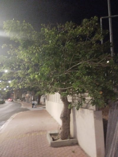 The image depicts a tree-lined street scene at night in Or Akiva, Israel. A large tree with green foliage dominates the center of the frame, with its branches extending across the upper portion. To the right of the tree is a textured wall, likely a building facade, with a light color. In the foreground, a pedestrian walkway paved with reddish-brown bricks is visible, with yellow lines marking a pedestrian crossing. A gray concrete planter is situated on the edge of the walkway. A paved road curves to the left, with faint red lights indicating vehicles in the distance. Two figures, appearing to be individuals walking, are present on the sidewalk near the tree. The overall atmosphere is nocturnal and slightly hazy, possibly due to street lighting.