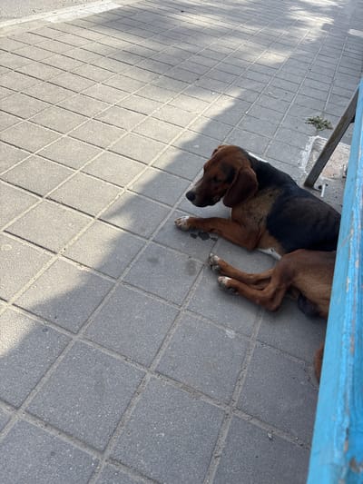 A medium-sized dog with brown and black fur lies on a gray paved sidewalk in Ognyanovo, Bulgaria. The dog is lying on its side with its head resting on the ground, facing left. Its legs are extended. The sidewalk is made of square paving stones. Shadows from an unseen object fall across the pavement. A portion of a blue structure is visible on the right side of the image. The ground around the dog appears to be clean.