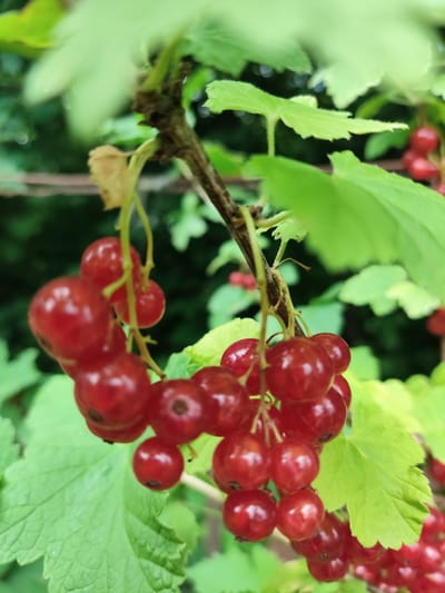 A cluster of ripe red currants hangs from a thin, brown stem, surrounded by lush green leaves. The berries are round and translucent, with a deep red hue. Some of the berries are in sharp focus, while others are blurred, creating a shallow depth of field. The background is a soft blur of green and darker foliage, suggesting an outdoor setting. No people or animals are visible in the image. The image appears to be a close-up shot of a currant bush in a garden or natural setting, likely during the summer season. The specific location of Znamenskiy, Russia, cannot be determined from the image alone.