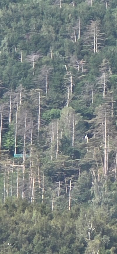 The image is a distant, vertical, medium shot of a densely forested mountainside with many dead or dying trees interspersed with green foliage. The trees are tall and slender. In the mid-ground, a light blue tarp is visible, strung between two trees. Further up the mountainside, a white bird with black wings is perched on a branch. The lower portion of the image shows the base of the forest with some green vegetation and a watermark that reads "Julls". The scene appears to be a natural landscape. There is no indication of the city of Lecco, Italy, or any specific urban features.