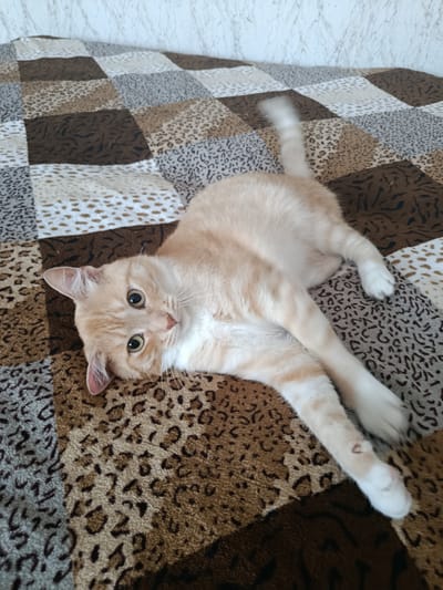 A light orange tabby cat is lying on its back on a bed covered with a patterned quilt. The quilt is made of alternating squares of brown, white, and leopard print fabrics. The cat has large, round eyes and appears to be looking directly at the camera. Its tail is slightly blurred, indicating it might be moving. The background is a lightly textured wall. There are no people or other animals visible in the image. The scene is indoors, likely in a domestic setting. There is no information about the specific location within Polatsk, Belarus.