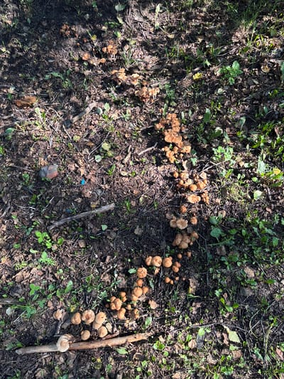 A high-angle medium shot captures a cluster of small, brown mushrooms growing in a patch of dark soil covered with fallen leaves and sparse green vegetation. The scene appears to be in a natural outdoor setting, possibly a forest floor or parkland, with dappled sunlight creating shadows across the ground. There are no people or animals visible in the image. The location is identified as Tomsk, Russia. The overall impression is one of a natural, undisturbed environment.