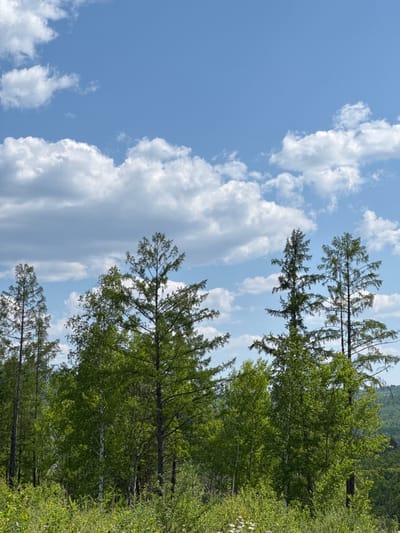 An outdoor, vertical, eye-level shot captures a lush green forest under a bright blue sky with scattered white clouds. The foreground is filled with dense, vibrant green foliage and wildflowers. Towering evergreen trees with sparse branches stand prominently against the sky in the midground, interspersed with deciduous trees showing bright green leaves. A hint of rolling green hills can be seen in the far background. The scene evokes a peaceful, natural landscape likely located in or near Skovorodino, Russia, a region known for its extensive forests.