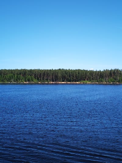 The image displays a serene natural landscape, reportedly located in Kostino, Russia. The top approximately 40% of the vertical frame is occupied by a clear, bright blue sky, with a faint white aircraft contrail visible in the upper right corner. A dense, dark green forest, composed primarily of tall coniferous trees interspersed with some lighter green deciduous trees, forms a prominent horizontal band across the middle of the image, acting as the horizon line. Immediately below the tree line, a narrow, reddish-brown shoreline is visible, featuring scattered logs or natural debris along its edge. The bottom approximately 55% of the frame consists of a deep blue body of water, likely a lake or wide river, characterized by consistent, small ripples across its entire surface, suggesting a gentle breeze. No individuals, boats, or prominent man-made structures are present in the scene.