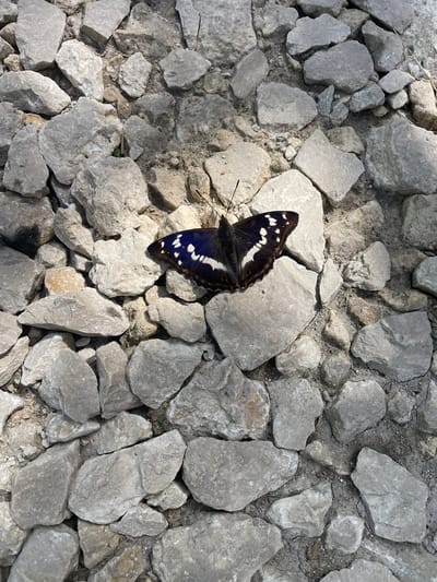 A butterfly rests on a pile of light gray rocks. The butterfly is dark blue with white spots on its wings. The rocks are of various sizes and shapes, and they are scattered on the ground. The image is taken from a high angle, looking down at the butterfly and rocks. The lighting suggests it is daytime, with some shadows cast by the rocks. The environment appears to be outdoors, possibly in a park or a natural area. There is no indication of the city of Первомайский, Russia, or any specific location.