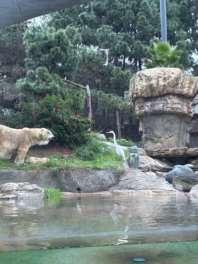 A polar bear stands near green foliage with small red flowers, gazing upwards toward a great egret perched on a rocky ledge. Behind the bear, a dense thicket of trees extends towards the sky. To the right, a man-made rocky structure rises up, culminating in a waterfall feature that obscures part of the scene. A palm tree is visible in the background, adding a touch of exotic flair to the environment.