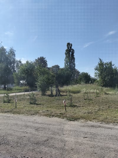 This is an outdoor, eye-level, full-shot photograph taken on a sunny day in Myrhorod, Ukraine. The foreground is dominated by a dirt road with tire tracks. Behind the road, a grassy area is dotted with newly planted saplings, each supported by a wooden stake. Some stakes have red and white tape. In the middle ground, a variety of trees and bushes are visible, including a tall, slender tree that stands out. The background features a clear blue sky with a few wispy clouds. The scene appears to be a park or a newly developed area undergoing landscaping. There are no people or animals present.