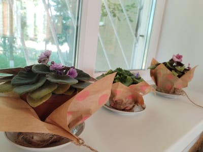 Three potted African violets sit on a white windowsill in Pelinia, Moldova. The plants, each wrapped in brown paper with pink polka dots, are arranged from left to right. The leftmost plant is the largest and has several purple flowers. The middle and rightmost plants are smaller and have fewer flowers. The windowsill is clean and white, and the background shows a blurred view of trees and curtains through a window. The lighting is bright, suggesting it is daytime. The scene is tranquil and domestic.