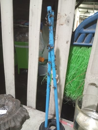 A homemade fly trap consists of two blue plastic tubes inserted into a black base. Flies are stuck to the tubes. The trap is positioned near a white slatted wall. In the background, a green chair, a blue broom, and a glass of water are visible. An ashtray sits to the left of the fly trap.