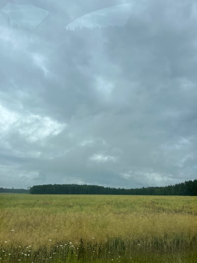 The image shows a vast agricultural field under a heavily clouded sky. The field appears to be covered in yellow and green crops, possibly rapeseed or a similar plant nearing harvest. The lower portion of the field has scattered white wildflowers. In the distance, a dense line of dark green coniferous trees forms the horizon, separating the field from the sky. The sky is filled with thick, gray clouds, suggesting an overcast day or impending rain. The scene is devoid of any human figures or structures, depicting a natural, rural landscape. The location is specified as Бягомльскі сельскі Савет, Belarus.