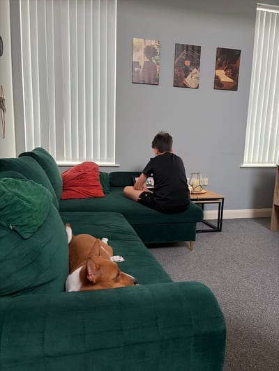 A dog is on a green sofa. A person is sitting on a green chair. There are paintings on the wall. There are window blinds. The location is the city of Salford, United Kingdom.