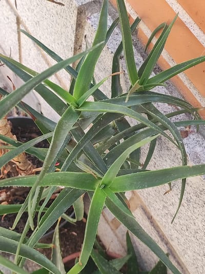 An overhead, medium shot captures a cluster of lush, green aloe vera plants growing outdoors in Lumbrales, Spain. The plants are densely packed, with long, fleshy leaves extending outward and upward, some curving gracefully. The leaves exhibit a slightly fuzzy texture and have small, spiky teeth along their edges. The aloe vera is planted in dark soil, with hints of brown foliage visible beneath the vibrant green. The background consists of a rough, textured beige wall, possibly concrete or stone, with a section of orange brickwork visible on the right side of the frame. The lighting suggests it is daytime, casting soft shadows.