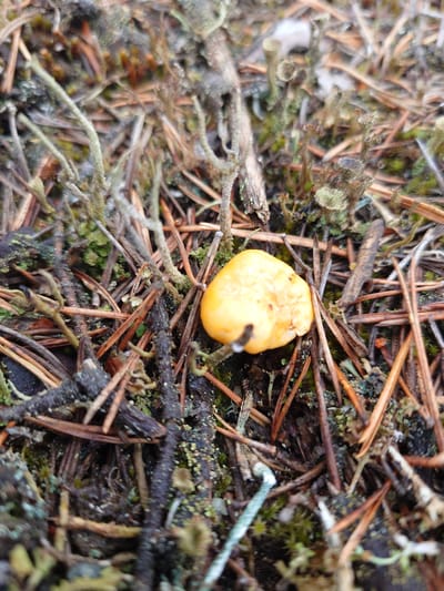 This is a close-up, overhead shot of a small, bright orange mushroom on the forest floor in Suru, Estonia. The mushroom is round and somewhat wrinkled, with a smooth texture. It is nestled among a collection of fallen pine needles, small twigs, and bits of lichen, suggesting a damp, shaded environment. The background is a blur of earthy tones, with hints of green moss and the rough texture of decaying organic matter. The focus is sharp on the mushroom, drawing the viewer's eye to its vibrant color against the muted backdrop of the forest floor. There are no people visible, and the activity is static, depicting a moment in the natural environment. The lighting suggests it might be daytime, but the density of the forest canopy obscures any direct sunlight. The scene evokes a sense of natural discovery and the subtle beauty of small details found in nature. No text is visible in the image.