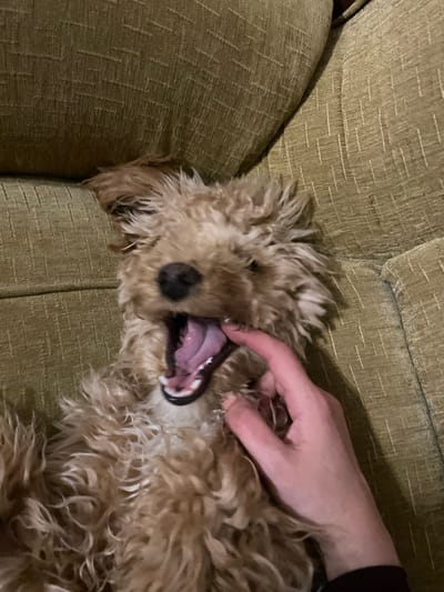 A light brown, curly-haired dog is lying on its back on a green, textured couch. A hand is gently holding open the dog's mouth, revealing pink gums and teeth. The couch appears to be indoors. The location in the city of Aratashen, Armenia is not known.