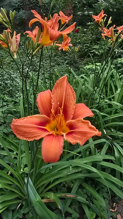 An extreme close-up shot focuses on a bright orange daylily flower in full bloom, its petals unfurling outwards. The flower's center reveals yellow stamens and pistil, with hints of red at the base of the petals. Behind the prominent flower, several other daylily buds and blooms, in various stages of opening, are visible, along with lush green foliage. The background is softly blurred, suggesting a garden setting in Il'inskiy, Russia. There are no people or animals present in the image.