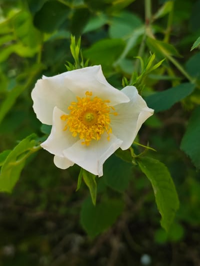 A close-up, slightly high-angle shot shows a single white flower with a yellow center, likely a rose, set against a backdrop of green foliage. The flower is in full bloom, with several petals open and slightly curled. The center of the flower is a dense cluster of yellow stamens. The surrounding foliage consists of various shades of green leaves, some with serrated edges. The overall scene appears to be natural, with a soft, diffused light. The location is not discernible from the image.
