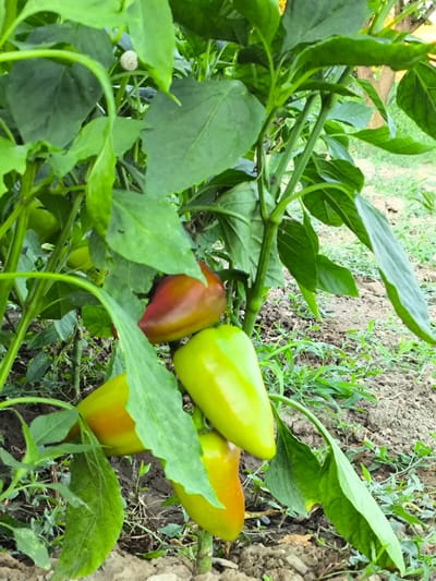 The image depicts a close-up view of a pepper plant growing in what appears to be a garden or farm setting. Several bell peppers are visible, some are green, and others are transitioning to red. The plant has lush green leaves and stems. The ground is covered with soil and some scattered vegetation. The image does not contain any people or indications of the city of Yuzhno-Sukhokumsk, Russia.