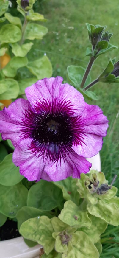 This image features a close-up view of a vibrant purple petunia flower. The flower has a dark, almost black, center from which deep purple veins radiate outwards onto its pale purple petals. The petals are delicate and slightly ruffled at the edges. Surrounding the central flower are several green leaves and some developing buds, some of which appear to be wilting or browning. The background is a blur of green, suggesting a garden setting with grass and possibly other foliage. The lighting suggests it is daytime, likely outdoors. The scene is tranquil and focuses on the natural beauty of the flower. There is no visible text in the image.