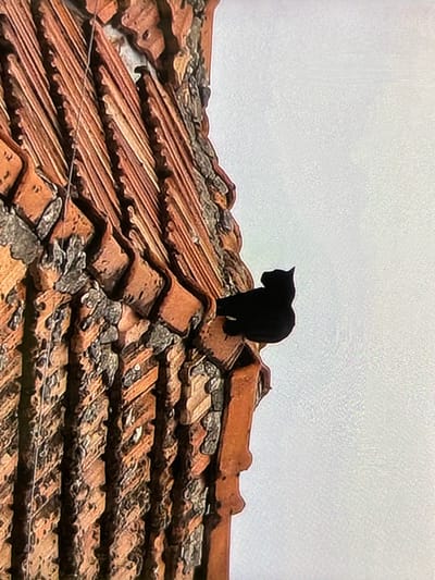 A black cat stands prominently on the ridge of a terracotta-tiled roof, captured from a lower perspective against a bright, overcast sky. The cat, seen mostly in silhouette, is positioned facing left, seemingly observing its surroundings from its elevated perch.

The roof is constructed with reddish-brown clay tiles, many of which appear aged and weathered. Patches of greyish-green moss or lichen are visible along the edges and in the depressions of the tiles, indicating the roof's exposure to the elements. A thin, dark wire or cable stretches horizontally across the lower section of the tiled roof.

The background is a uniform light grey sky, suggesting an overcast or cloudy day with no direct sunlight. The setting is in Wolverhampton, United Kingdom. There are no people visible in the image, nor is there any discernible text. No specific emotions are evident from the cat or the scene.