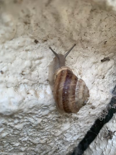 A close-up, eye-level shot captures a snail with a brown, spiraled shell clinging to a textured, off-white surface. The snail is positioned diagonally across the frame, with its body extending from the shell and its antennae visible at the top left. The surface appears to be a rough, possibly painted wall or stone, with small dark specks and indentations visible throughout. The lighting suggests an outdoor environment, with some shadows cast on the textured surface. The overall impression is one of a small, natural detail observed in an urban setting. The location is identified as Hovsan, Azerbaijan.