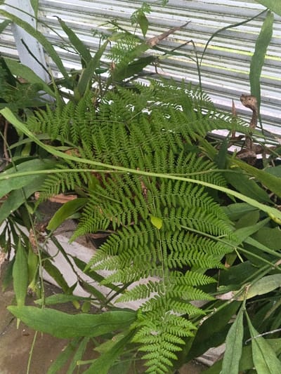The scene is located in Munyati, Zimbabwe. The image presents a close-up, vertical view dominated by dense green plant life. A large, prominent fern plant with finely divided, compound fronds occupies the central and lower portions, displaying numerous small, ovate leaflets. Interspersed with and behind the fern are various other green plants exhibiting different leaf shapes, including broader, elongated leaves and slender stems. Some dry, brown plant material is visible amidst the vibrant foliage. In the upper background, a light-colored, horizontally corrugated structure, consistent with a metal or plastic wall or roof, is partially visible through the plant growth. No people, animals, actions, or direct interactions are present. The lighting is bright and diffuse.
