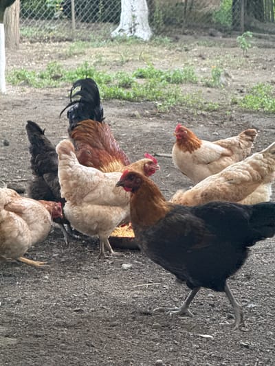 This media file shows a group of chickens on a dirt ground. There are at least five chickens visible, with varying plumage colors including black, brown, and white. One chicken in the foreground is black with red accents. Another prominent chicken has a reddish-brown back and a white body. Further back, there are chickens with lighter brown and white feathers. The chickens appear to be gathered around a feeding trough or scattered food, as indicated by some yellow kernels visible on the ground.
The setting appears to be an outdoor enclosure, possibly a farm or backyard, with a fence visible on the left side of the image. The ground is covered in dirt and some sparse green vegetation. A white object, possibly a fence post or part of a structure, is also visible in the background on the left. The lighting suggests it could be daytime, with diffused light, possibly indicating an overcast day or a shaded area. There are no people or visible text in the image. The overall scene depicts a common rural or semi-rural activity of chickens foraging for food.