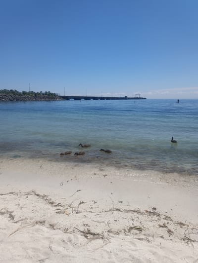 The image depicts a bright, sunny day at a beach in Oakville, Canada. In the foreground, a sandy beach is visible with scattered debris such as dried leaves and twigs. The water is clear and shallow near the shore, gradually becoming deeper and a darker blue further out. A group of ducks is swimming in the shallow water. In the background, a long pier extends into the lake, with a few structures and lights visible on it. A single person is paddleboarding on the lake in the distance. The sky is clear and a vibrant blue, indicating good weather. The environment appears to be a recreational area by a large body of water, likely Lake Ontario, given the location of Oakville.