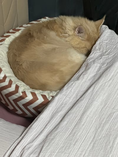 The image shows a close-up of a ginger cat curled up in a pet bed, partially covered by a pinkish-grey duvet. The cat is nestled in a round bed with a white fluffy interior and a patterned exterior featuring chevron stripes in brown and white. Only the cat's back, tail, and the back of its head are visible. The cat appears to be sleeping or resting comfortably.

The background shows a dark, possibly wooden surface on the left and a light-colored, tufted surface beneath the bed on the right. The duvet is draped over the cat, creating a cozy and secluded space. The lighting suggests an indoor setting, possibly during the daytime or in a dimly lit room. The overall mood is peaceful and serene, highlighting the comfort of the animal. There is no visible text in the image. The location context is Gölbaşı, Turkey, but there are no specific visual cues in the image to confirm this.