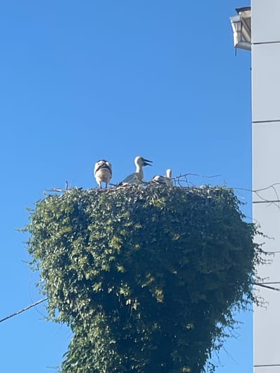 An image taken from below shows a large, densely vegetated stork nest perched on a utility pole against a clear blue sky. Three storks are visible within the nest. One adult stork stands on the left, facing right, with its back to the viewer. Another adult stork is in the center, facing left with its beak open. A younger stork stands to the right of the center adult, facing left. The nest is situated in Dubăsari town council, Moldova. A portion of a white building with a metal gutter and downspout is visible on the right side of the frame.