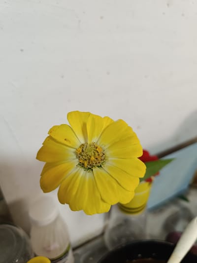 A close-up, eye-level shot features a bright yellow zinnia flower against a white, textured wall. The flower, centered in the frame, displays its layered petals and a detailed center with yellow stamens. The background is slightly out of focus, showing hints of objects on a shelf or counter, including a white bottle, a clear glass container, and a dark pot with a white spoon. The lighting appears natural, casting soft shadows and highlighting the flower's vibrant color. There are no people or animals present in the image. The location is identified as the city administration building in Taraz, Kazakhstan.