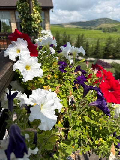 The image shows a close-up of petunias in a planter box, with a blurred background of rolling green hills and a building in the city of Mirikənd, Azerbaijan. The petunias are in various colors, including white, red, and purple, and some appear to be wilting. The building in the background is made of stone and has a dark roof. The sky is cloudy.