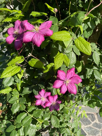 This is a close-up, eye-level, outdoor, vertical shot of vibrant pink clematis flowers blooming amidst lush green foliage. The flowers are in various stages of bloom, with some fully open and others still in bud. Their petals are broad and slightly ruffled, with delicate white stamens at the center. The leaves of the clematis vine are a bright, healthy green, with some catching the sunlight and appearing almost translucent. The background is a dense tapestry of leaves and stems, with hints of a wooden fence and a cobblestone path visible at the bottom right, suggesting a garden setting. The lighting indicates it is daytime, with strong sunlight casting shadows. The image is sharp and detailed, highlighting the textures of the petals and leaves. This scene is located in the city of Slivnitsa, Bulgaria.