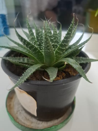 A close-up, eye-level shot features a potted succulent plant, likely an Aloe Vera or Haworthia, with green, spiky leaves dotted with white markings. The plant is situated in a black plastic pot, which rests on a green saucer. The background is blurred, showing hints of a reflective surface and possibly other objects, suggesting an indoor setting. There is no indication of a specific city location.