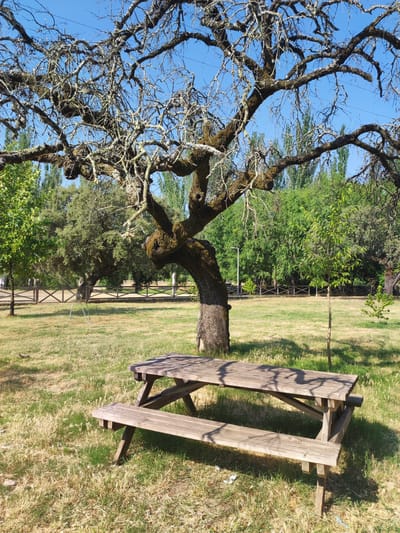 A weathered wooden picnic table and bench sit on a grassy lawn in Cadalso, Spain. The table and bench are in the foreground, with the table casting a shadow on the bench. In the background, a large, gnarled tree with moss-covered branches dominates the scene. Beyond the tree, a dense line of green trees forms a backdrop, and a wooden fence runs horizontally across the middle ground. The sky above is a clear blue. The overall impression is one of a peaceful, natural setting.