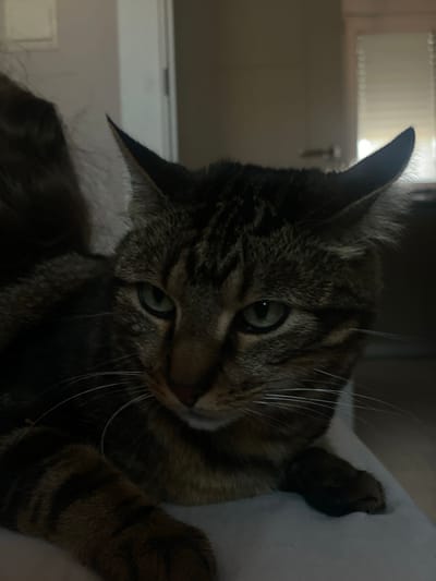 A close-up, low-angle shot shows a tabby cat with green eyes and prominent white whiskers looking slightly to its left. The cat's fur is a mix of brown, black, and tan stripes. Its ears are erect and pointed, with some visible fur fluffing out. The background is dimly lit and out of focus, showing a wall, a doorway, and blinds on a window. The cat is positioned in the foreground, with its paws visible. The setting appears to be indoors, possibly a home. The image does not provide any specific information about the location being the city of Sagunto/Sagunt, Spain.