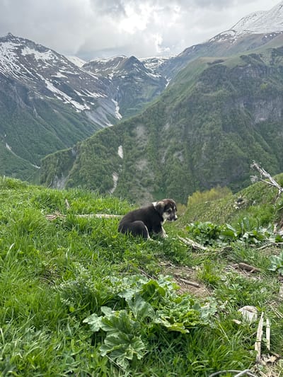 A medium shot captures a young puppy sitting on a grassy hill in Gudauri, Georgia. The puppy, a mix of dark brown and white, is facing to the right and appears to be looking down the slope. The foreground is dominated by lush green grass and large leafy plants. In the background, majestic mountains rise, their peaks capped with snow. The slopes of the mountains are covered in dense green trees, with some patches of bare rock and snow visible. The sky above is overcast with dramatic clouds. The overall impression is a serene natural landscape with a small, curious dog as the focal point.