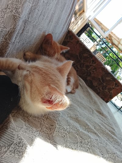 Two ginger kittens are sleeping on a couch. The couch is covered with a textured fabric. Sunlight streams in from an open window, illuminating the scene. In the background, a balcony railing and greenery are visible. The location is Stalinisubani, Georgia.