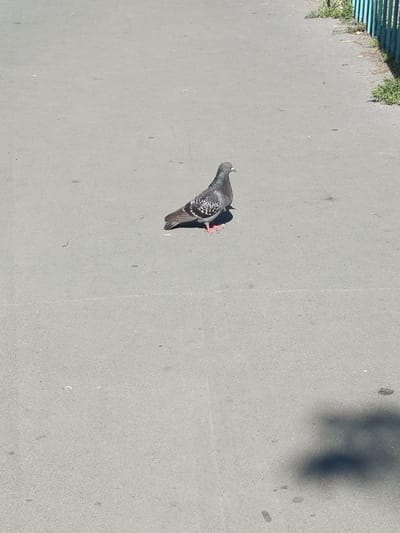 A single pigeon stands on a light gray asphalt surface. The pigeon is mostly gray with iridescent green and purple feathers on its neck and black and white patterned wings. Its legs and feet are pink. The pigeon is facing towards the right of the frame. The asphalt appears to be a pathway or sidewalk, with a faint white line running horizontally across it. To the right of the pathway, there is a blue metal fence and some green vegetation growing along it. The lighting suggests it is daytime, with a shadow of an unseen object cast on the asphalt in the lower right portion of the image. This scene is located on a pathway adjacent to a fenced area with vegetation, typical of an urban park or public space in Novotroitsk, Russia.