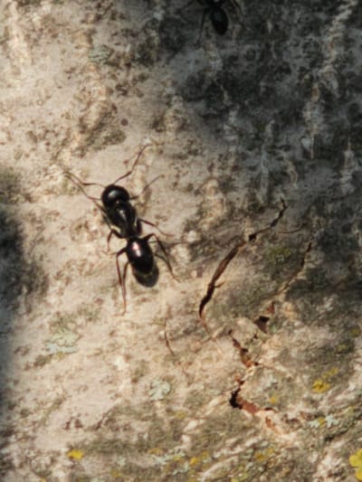 An extreme close-up shot captures a large, shiny black ant crawling on a textured, light-colored surface that appears to be tree bark. The surface is rough with visible grain and cracks, and is speckled with small patches of green and yellow lichen. The ant is facing towards the bottom left of the frame, with its antennae extended forward and its legs spread. Its body is segmented into a head, thorax, and abdomen, all of which are glossy and reflect the light. The background is out of focus, showing dark and light mottled patterns. A thin, dark, curved line, possibly a twig or another ant, is visible in the upper right portion of the image. The overall impression is of an insect in its natural habitat, with a focus on its detailed features against a natural, textured backdrop. The image is likely taken outdoors.