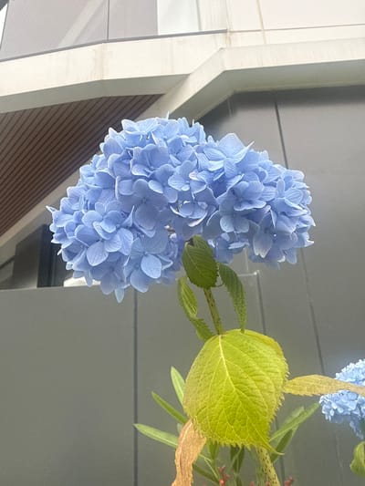This media file is a photograph featuring a cluster of light blue hydrangeas in the foreground. The flowers are detailed, showing individual petals and the overall rounded shape of the bloom. To the right of the main hydrangea cluster, a large, bright green leaf with prominent veins is visible, along with other green foliage and hints of dried brown leaves. The background is a blurred composition of architectural elements. On the left side, there are vertical cream-colored structures with thin, dark horizontal lines, suggesting a modern building facade. A darker gray surface with a subtle horizontal line runs across the middle and upper part of the background, possibly an overhang or ceiling. The lighting suggests daytime, with a soft, diffused light illuminating the flowers and leaves. The scene appears to be outdoors, given the natural elements of the flowers and leaves, set against a contemporary architectural backdrop. No people are visible, and there is no visible text. The location context provided is Chakvi, Georgia.