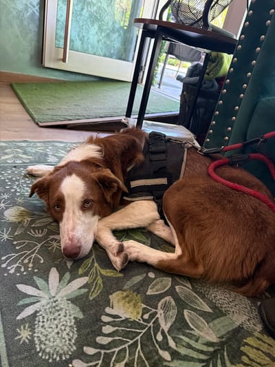 A brown and white dog wearing a black harness and red leash lies on a green and white floral rug. The dog is under a green couch and a black side table. In the background, a window looks out onto a green area, possibly a yard or park. The location may be in the city of Salou, Spain.