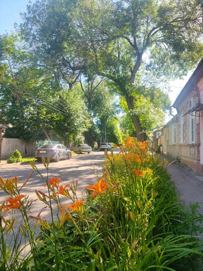 This is a medium shot, eye-level, outdoor photograph taken on a sunny day in Yessentuki, Russia. The scene depicts a residential street lined with trees and houses, with a prominent flower bed in the foreground.

The main subjects are the vibrant orange daylilies that dominate the lower half of the frame, with their green stalks and leaves creating a lush border along the sidewalk. Beyond the flowers, a paved sidewalk runs alongside a street where several cars are parked. One car in the foreground is a dark gray sedan with a license plate that reads "C730AX 178". Further down the street, a light-colored sedan and a white car are visible.

On the right side of the street, a light-colored brick building with a pinkish-brown facade runs along the sidewalk. It has several windows, some with white shutters, and an awning over one of them. An air conditioning unit is mounted on the exterior wall. On the left side of the street, there's a wooden fence and more greenery, including tall trees with dense foliage that cast shadows on the street and sidewalk. The sky is clear and bright blue, suggesting it's daytime, likely morning or late afternoon due to the low angle of the sunlight creating long shadows. The overall mood is peaceful and serene, evoking a sense of a quiet summer day in a suburban environment.
