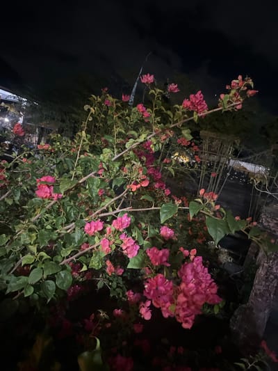 The image shows a dense thicket of bougainvillea flowers in bloom at night, with vibrant pink and magenta bracts contrasting against dark green leaves. The flowers are clustered on thorny branches, some of which are bare and woody. The lighting suggests artificial illumination, possibly from nearby streetlights or buildings, casting a dim glow on the scene. The overall mood is somewhat mysterious and lush, with the darkness of the night emphasizing the bright colors of the flowers. In the background, out-of-focus elements hint at a constructed environment, with some metallic structures and possibly hints of buildings. The location context of Mendoyo, Indonesia, suggests a tropical or subtropical setting where bougainvillea thrives. There is no visible text in the image. The image seems to capture a moment of natural beauty in an otherwise urban or semi-urban environment, observed under the cover of darkness.