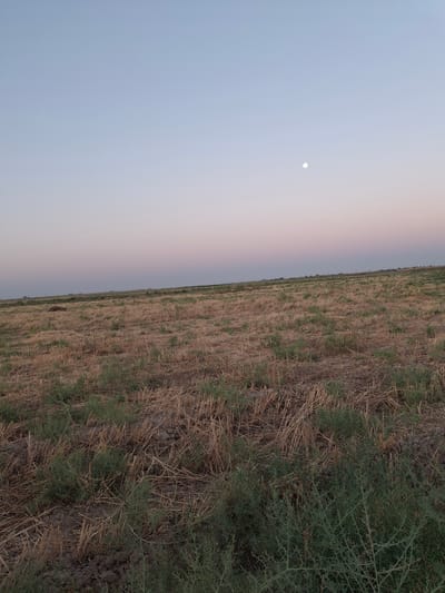 The image depicts an open, dry field with harvested stubble and sparse green vegetation under a pale, gradient sky. In the upper right portion of the sky, a small, white circle representing the moon is visible. The horizon line is low, with a faint suggestion of distant structures and utility poles along it. The foreground is dominated by the texture of the dry field, with some darker soil patches and clusters of low-lying green plants. The overall impression is of an arid, rural landscape during twilight or dawn. The image does not contain any people, animals, or vehicles.