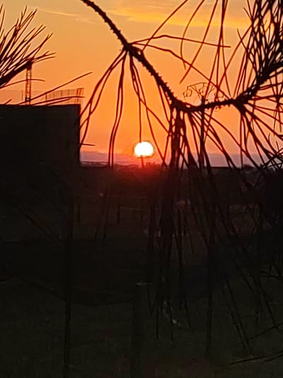 A low-angle, close-up shot captures a sunset behind a silhouette of pine needles. The sun, a bright white orb, is partially obscured by the needles and is low on the horizon, casting an orange glow across the sky. In the background, a dark building with a lighter colored section at the top is visible. Further in the distance, the outline of hills or mountains can be seen against the colorful sky. A construction crane is faintly visible on the left side of the image, suggesting an urban or developing area. The overall scene is one of natural beauty contrasted with signs of human activity. This image was taken in Sobradillo, Spain.
