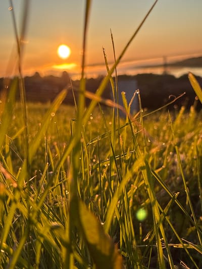 The image presents a low-angle, close-up view of a dew-covered grassy field at sunrise or sunset in the vicinity of Зеленец, Russia. Numerous green blades of grass dominate the foreground, many bearing small, spherical water droplets that reflect the warm, golden light. The midground exhibits a soft, out-of-focus blur with distinct circular bokeh from light reflecting off more dew drops. In the background, a bright, circular sun is centered against a sky displaying a warm orange-yellow gradient near the horizon, fading to a lighter blue at the top. A dark, indistinct landmass or tree line forms the horizon, situated above a reflective body of water. A faint, dark, vertical structure, consistent with a bridge pylon, is discernible in the distance over the water. A prominent, round, green lens flare is visible within the grass in the lower right quadrant. No people or animals are present.