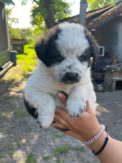 A black and white puppy with blue eyes is being held in a person's hands outdoors. The puppy has patches of black fur on its head and body, contrasting with its white fur. The background appears to be a rural or semi-rural setting with a building, trees, and a dirt or gravel ground. The person's hands are adorned with two bracelets, one with white and red star-shaped beads and the other a black braided cord. The lighting suggests it is daytime, possibly late afternoon given the shadows. The image is focused on the puppy, with the background slightly blurred. The location is identified as Lisove, Ukraine.