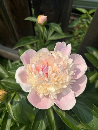 The image depicts a close-up of a light pink and creamy yellow peony flower in bloom. The flower has many delicate petals, with the outer petals being a softer pink and the inner petals transitioning to a creamier yellow. In the background, out of focus, are dark wooden posts and lush green foliage. There are also two peony buds visible, one near the top of the frame and another near the bottom left, both a pale pink color. The lighting suggests it is daytime, possibly morning or late afternoon, with sunlight casting soft shadows on the petals and leaves. The scene appears to be an outdoor garden. There is no information in the image to indicate the location within the city of Tartat, Russia.
