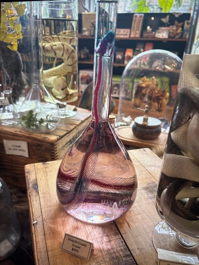 A glass scientific display containing a snake skeleton sits on a wooden surface. The snake's head is blue, and the spine is red. Other displays with snakes are visible in the background. A price tag reading "Diaphonized Snake $450" is beside the display. The glass display has the words "KIMAX USA" on its side.